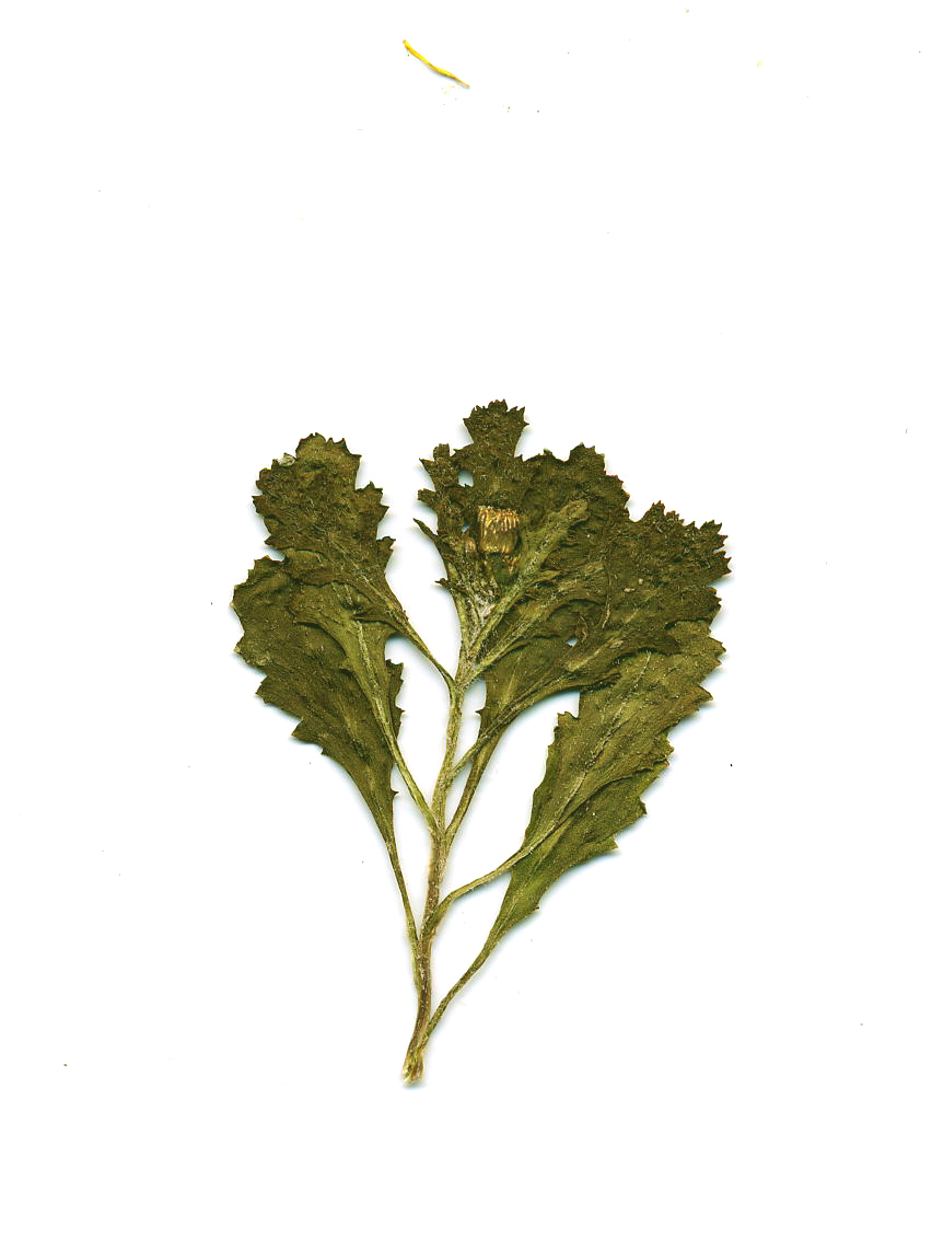 SENECIO VULGARIS L. - senecione comune